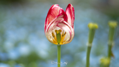 花壇の世界。