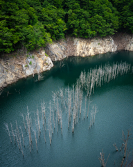 水没林