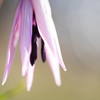 カタクリの花