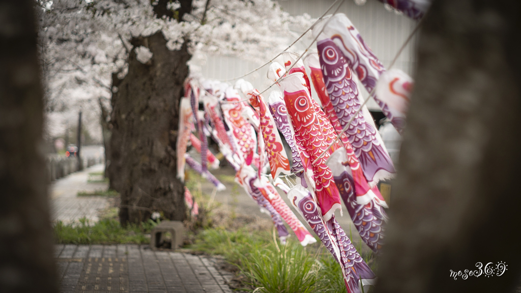 桜と揺れる鯉のぼり。