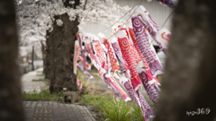 桜と揺れる鯉のぼり。