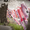 桜と揺れる鯉のぼり。