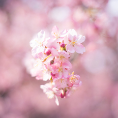 桜。