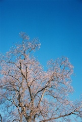 小春日和