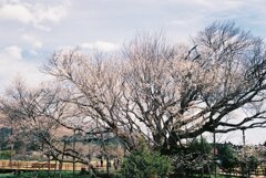 「一心行桜」4月2日は３分咲
