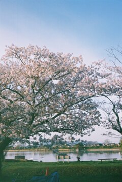 江津湖　桜ベンチ