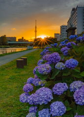 旧中川水辺公園　紫陽花