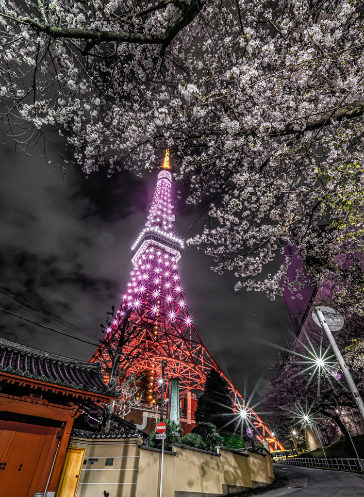 東京タワーと桜