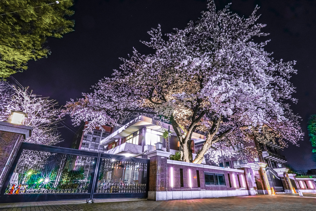 「夜桜」　日本大学生産工学部 津田沼キャンパス