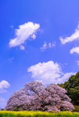 吉高（印旛）の大桜　