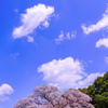吉高（印旛）の大桜　