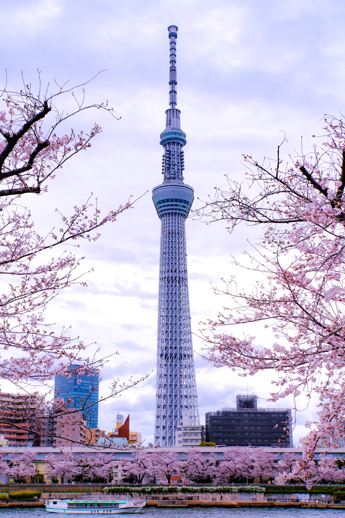 隅田川　桜とスカイツリー