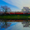 小湊鉄道飯給駅　桜と菜の花