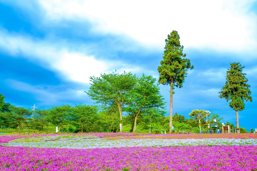 芝桜の丘（羊山公園）②