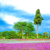 芝桜の丘（羊山公園）②