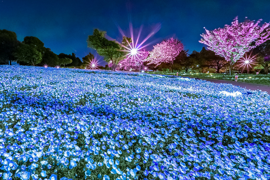 夜桜✕ネモフィラ