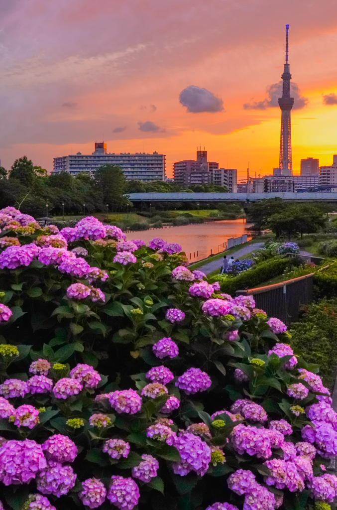 旧中川水辺公園　紫陽花②