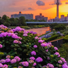 旧中川水辺公園　紫陽花②