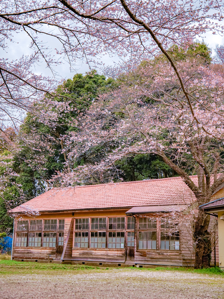 どこか懐かしい風景　「木造校舎と桜」
