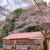 どこか懐かしい風景　「木造校舎と桜」