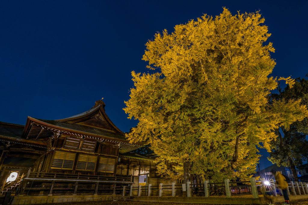 樹齢1200年「千本イチョウ」