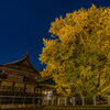 樹齢1200年「千本イチョウ」