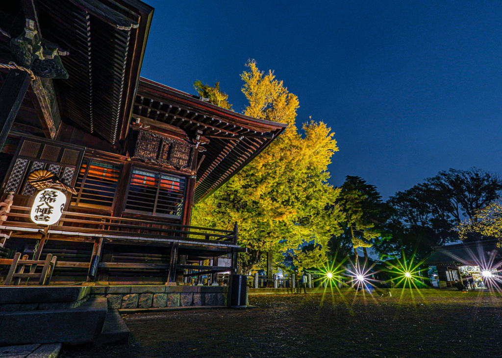 葛飾八幡宮の「千本公孫樹」