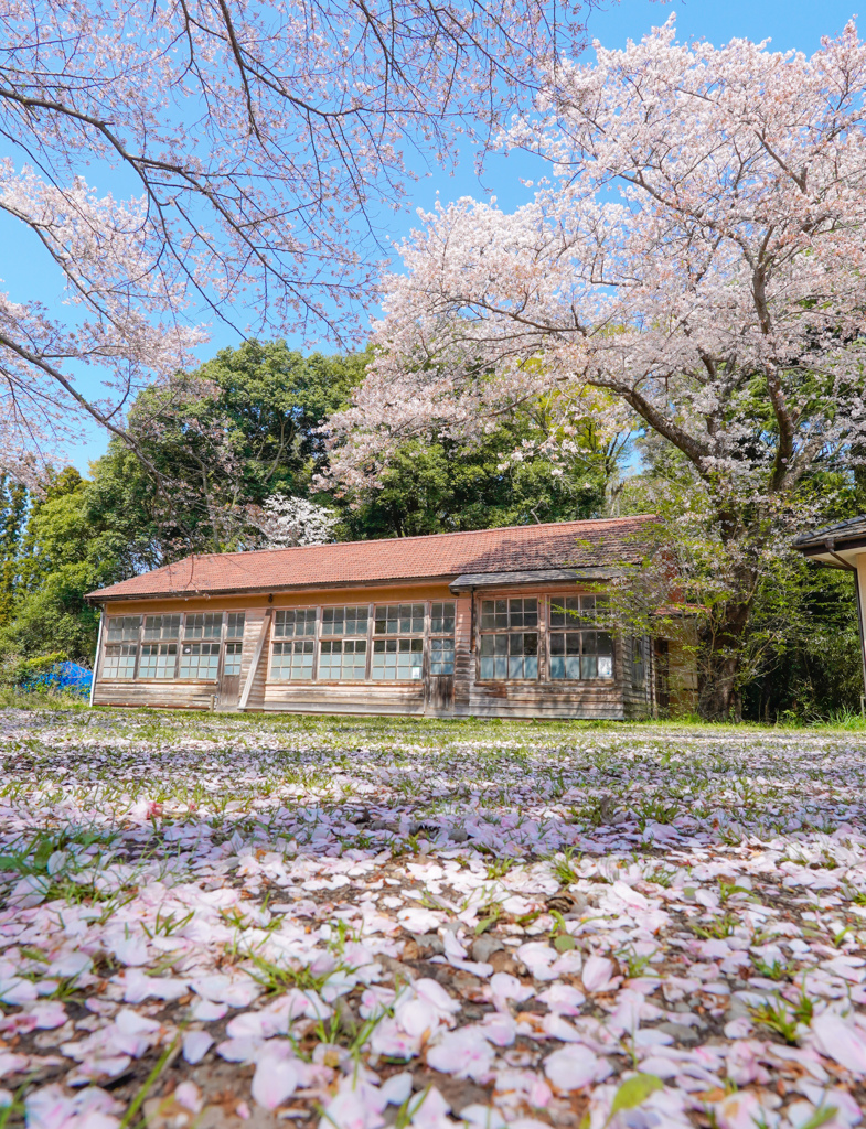 桜は青空が似合う