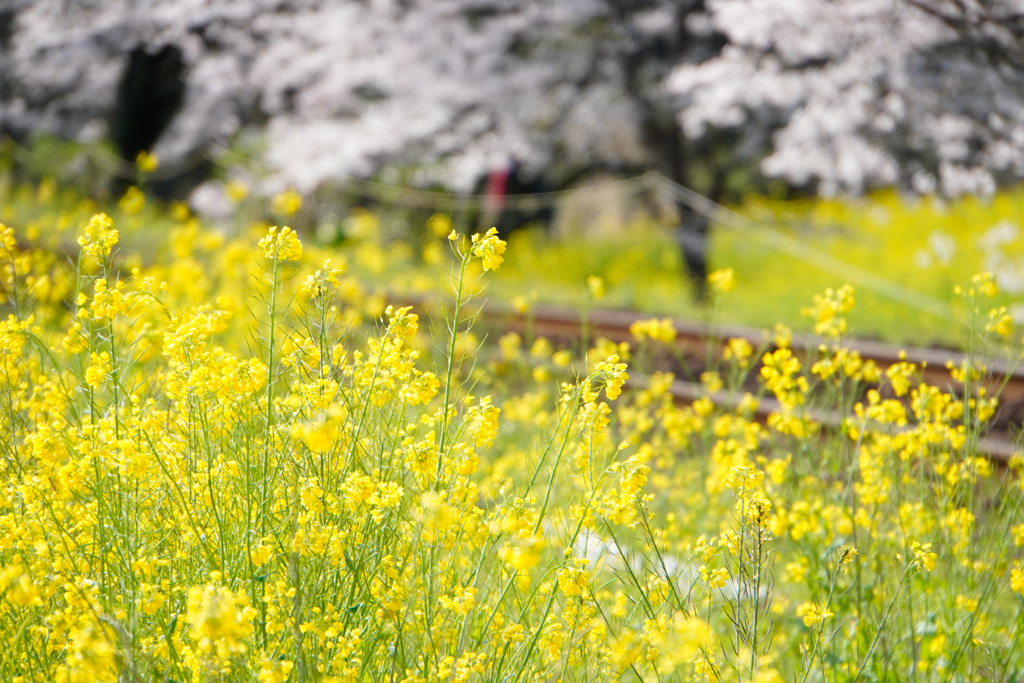 千葉県の県花　菜の花