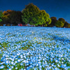 都内に咲くネモフィラ