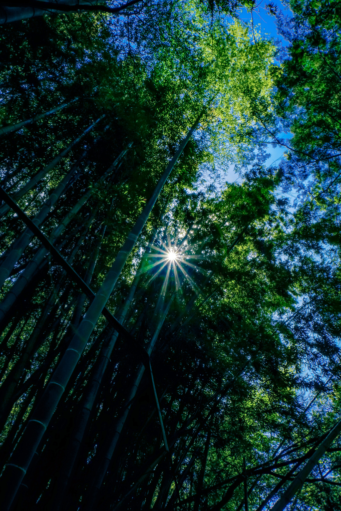快晴の竹林