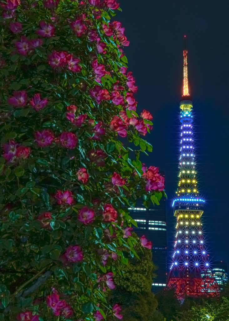 帰り道の芝公園から見た東京タワー