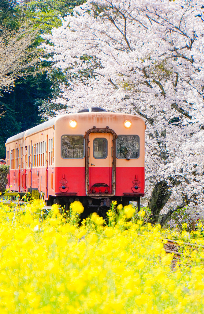 小湊鉄道　飯給駅