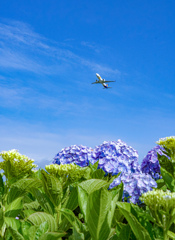 青空✕紫陽花✕飛行機