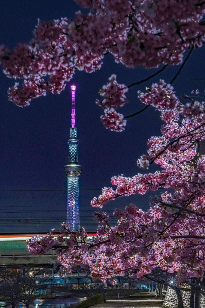 河津桜とスカイツリー