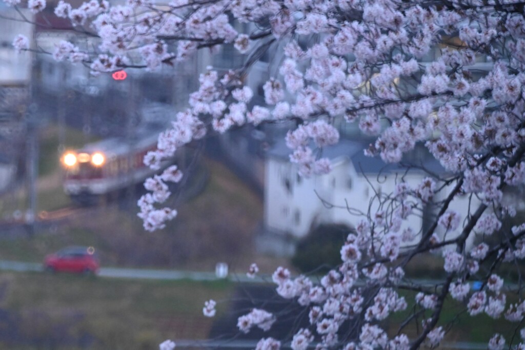 桜04　電車