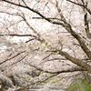 佐保川の桜