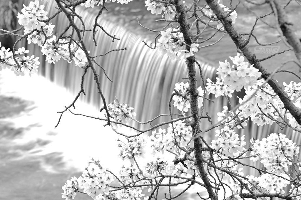 滝と桜　０２　モノクロ