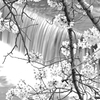 滝と桜　０２　モノクロ