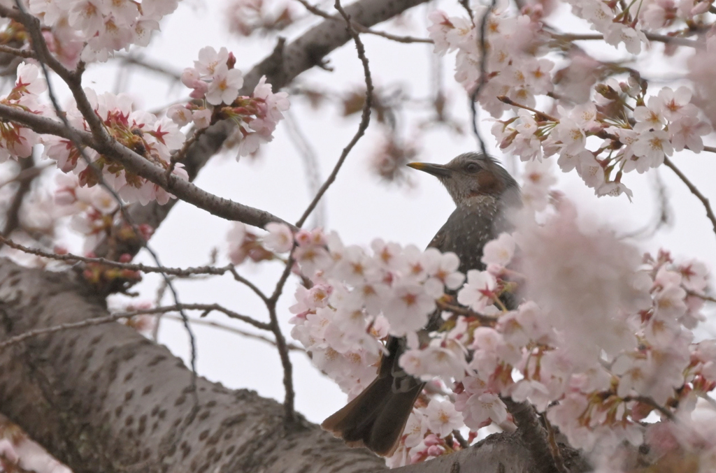 桜02　ヒヨドリ