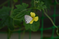 ゴーヤの花と