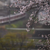 桜　電車