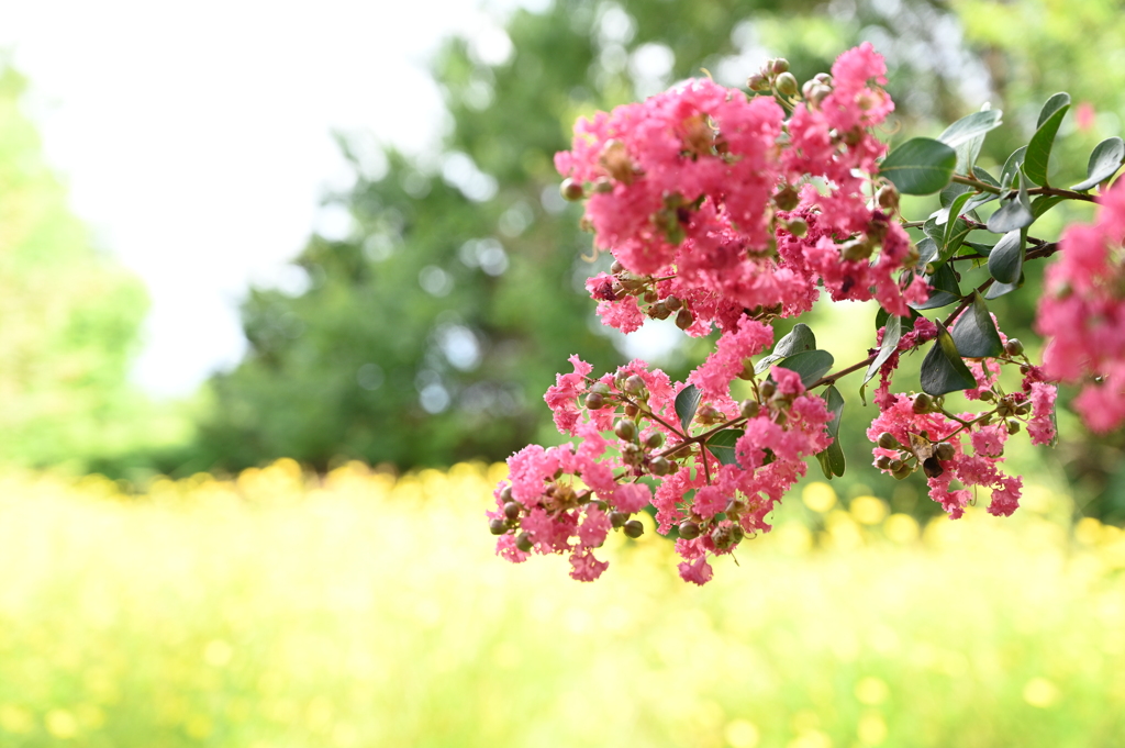 花