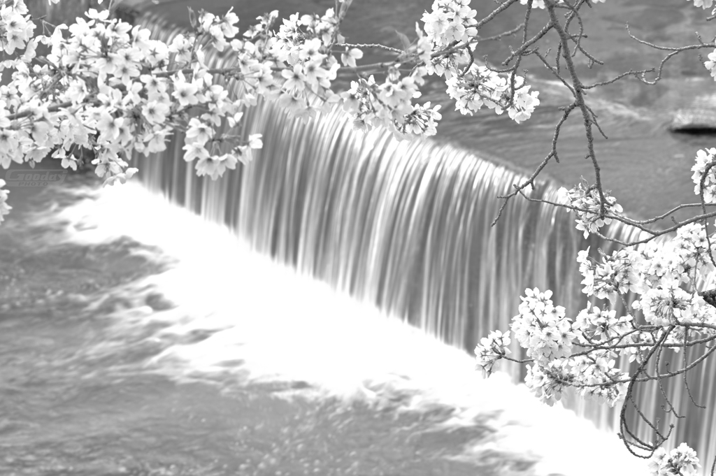 滝と桜　０１　モノクロ