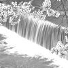 滝と桜　０１　モノクロ