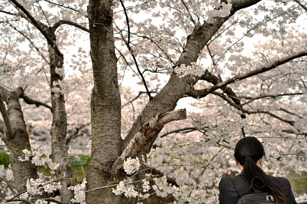 桜と嫁さん