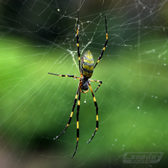 spider