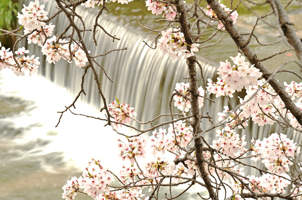 滝と桜　０２