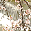 滝と桜　０２