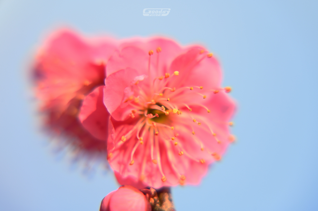 梅
